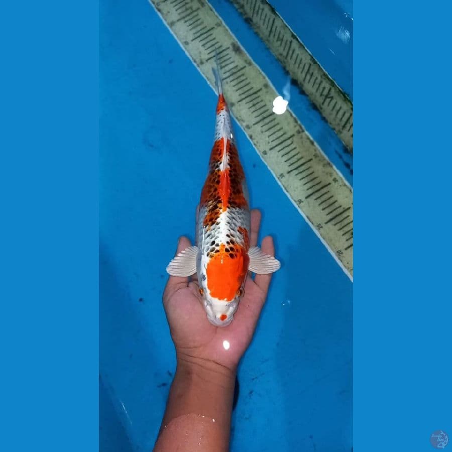 Kujaku 34cm