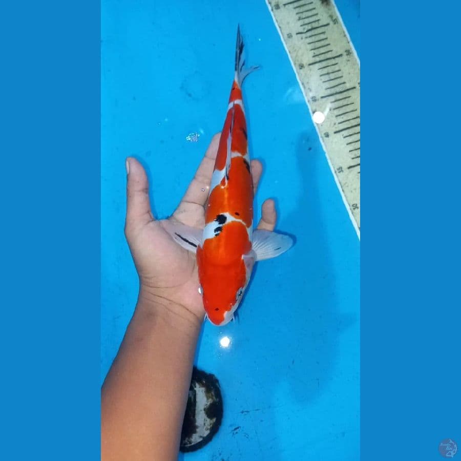 Doitsu sanke  28cm