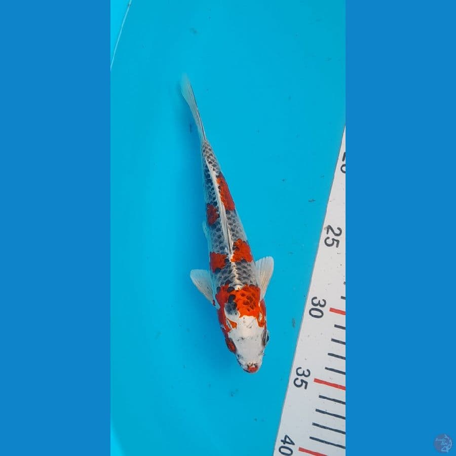 kujaku 20 cm