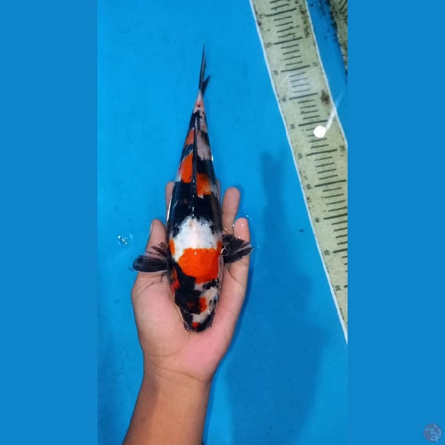 Showa 28cm