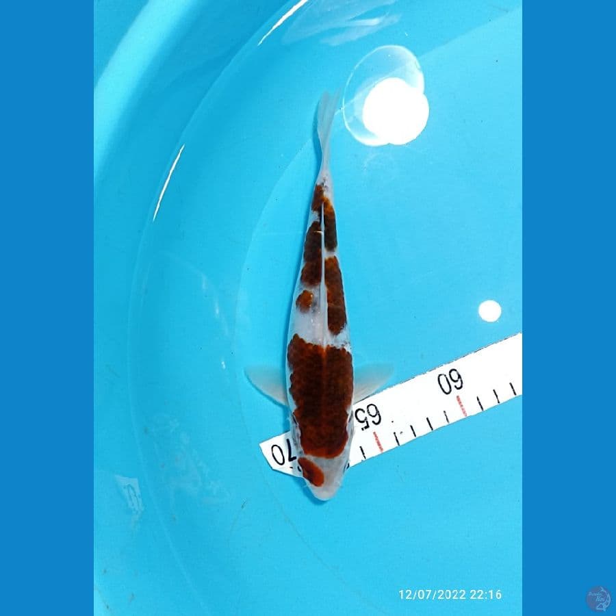 GOROMO 22 CM