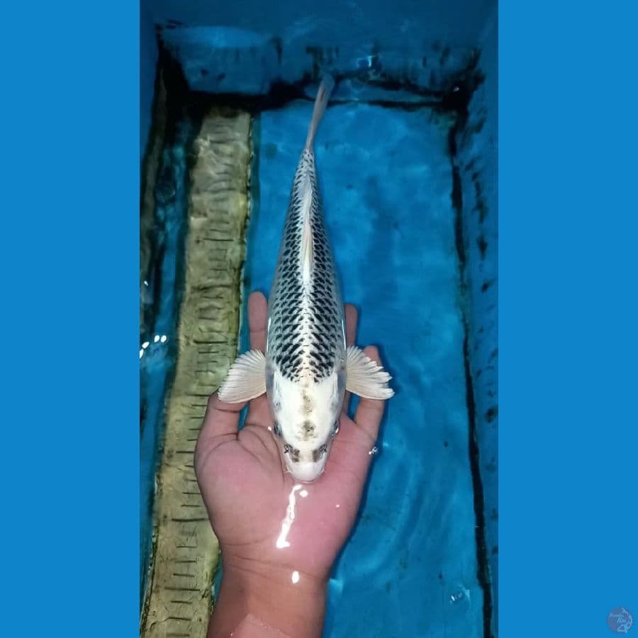 Matsuba 29cm