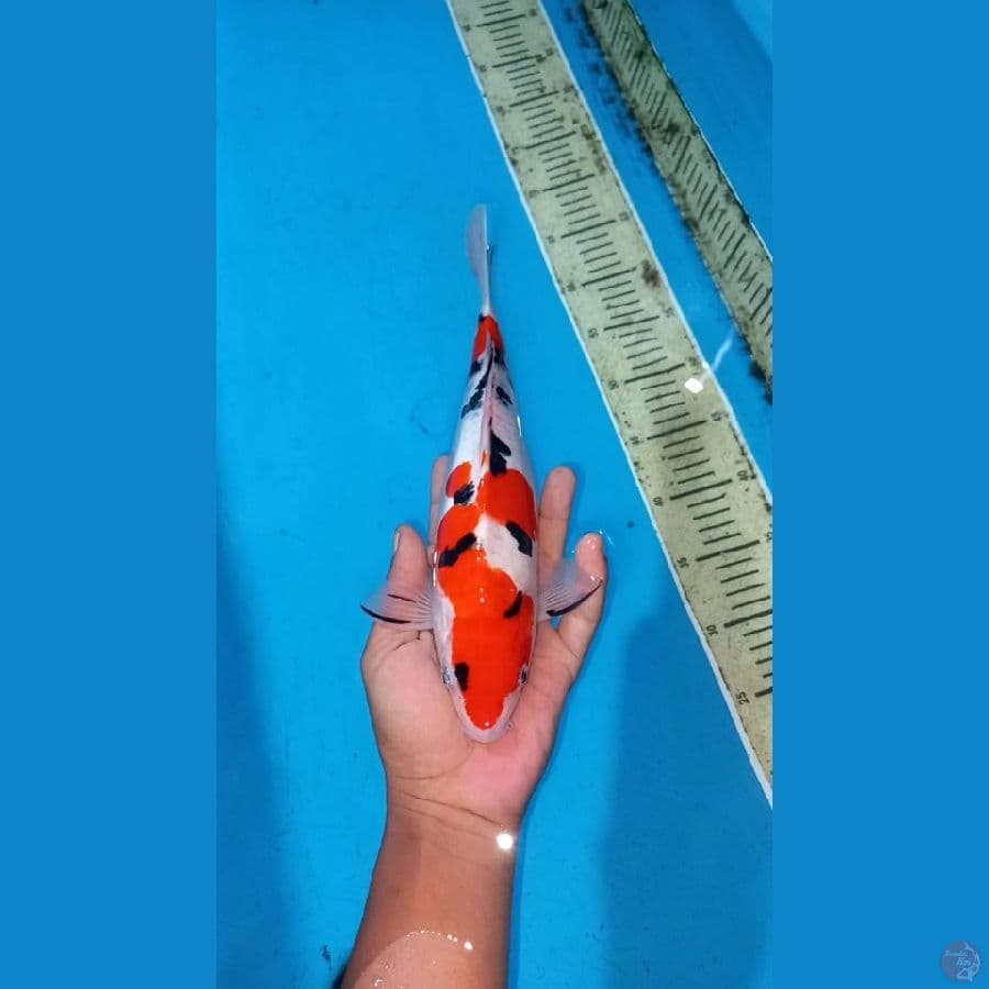 Doitsu sanke 30cm