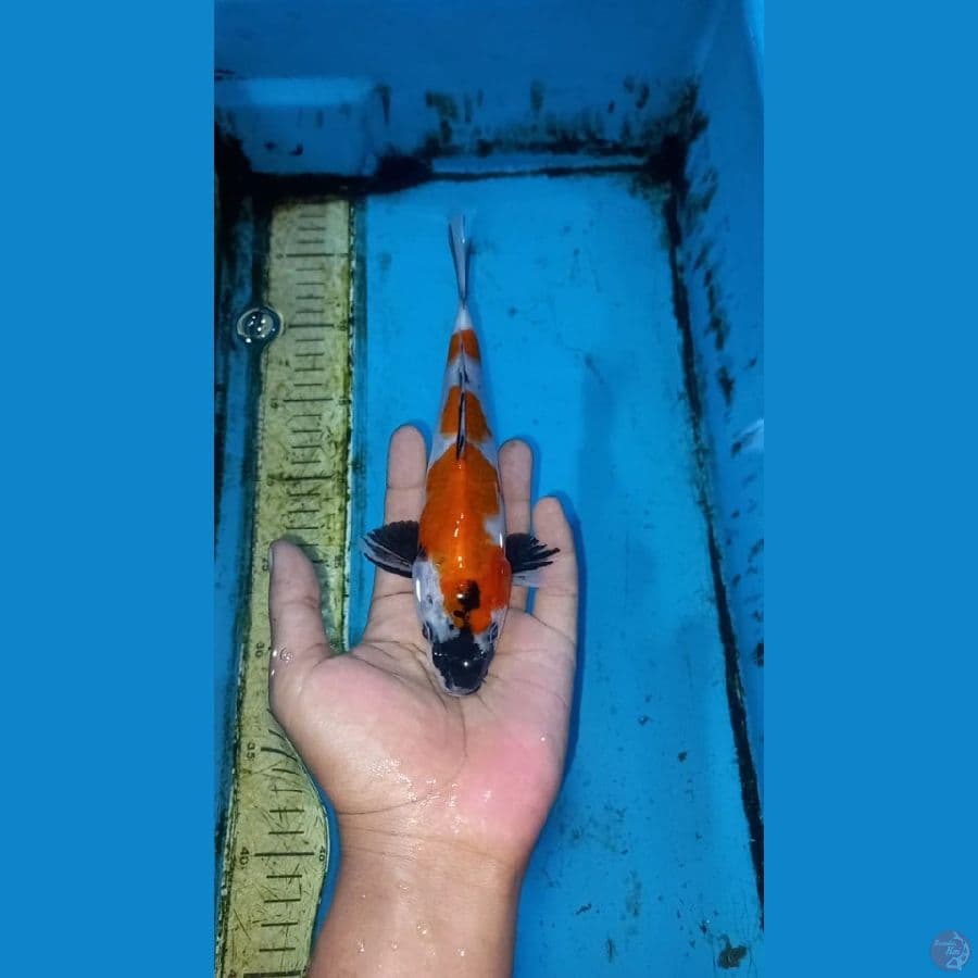 Showa 20cm