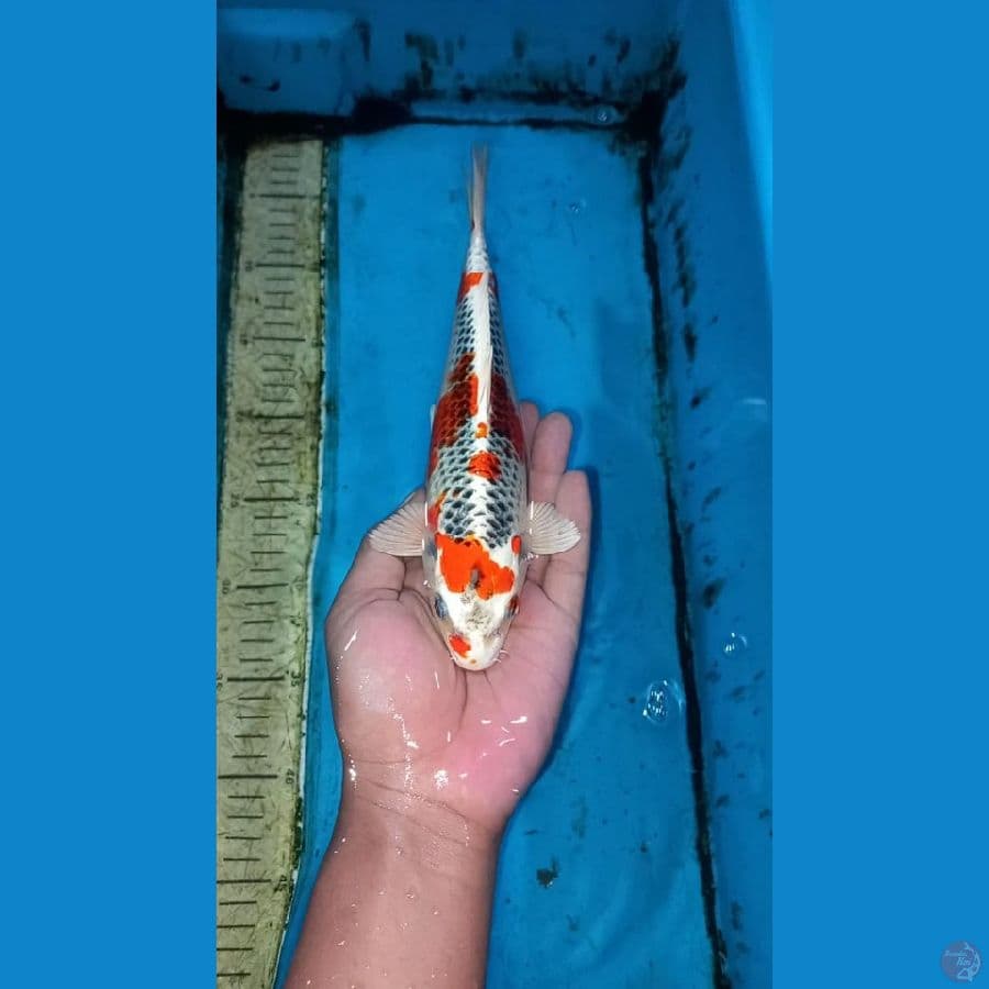 Kujaku 24cm