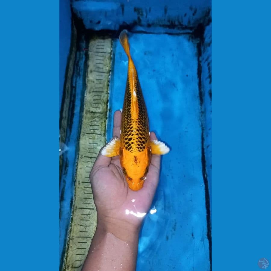 Matsuba 27cm