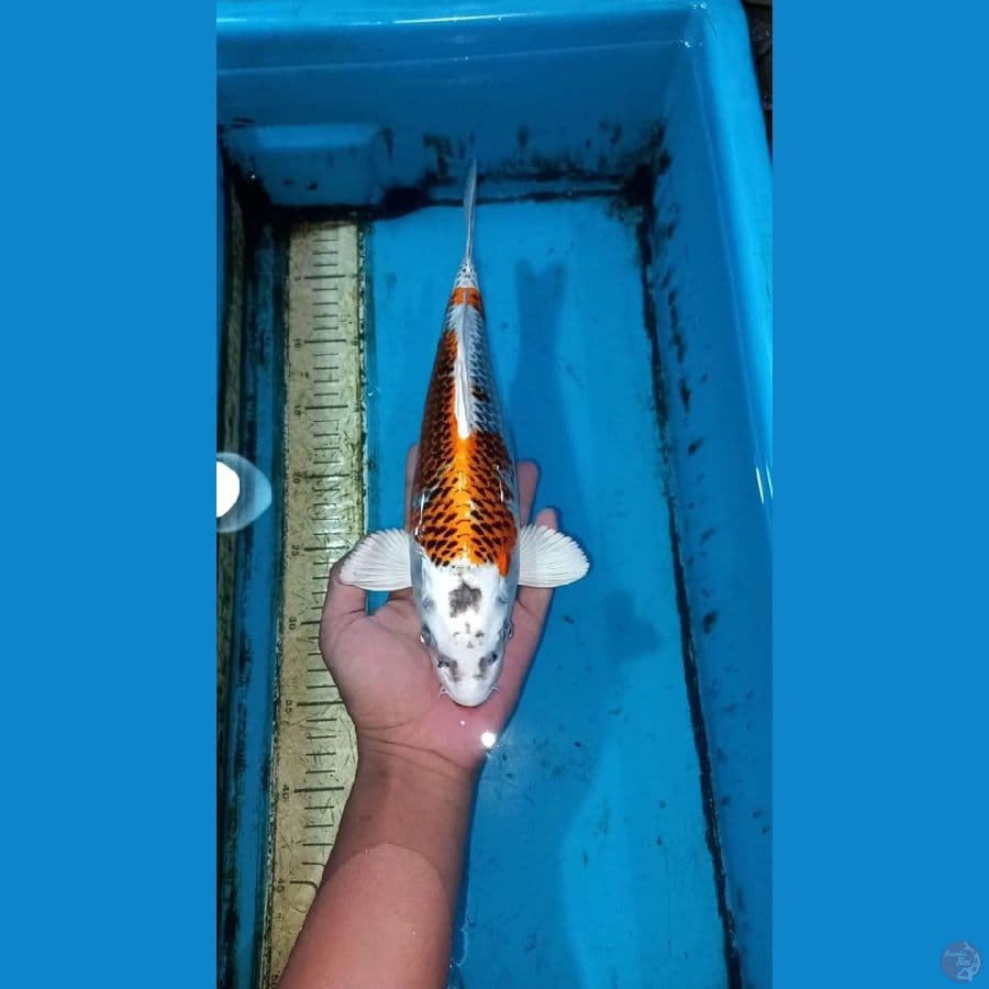 Kujaku 32cm