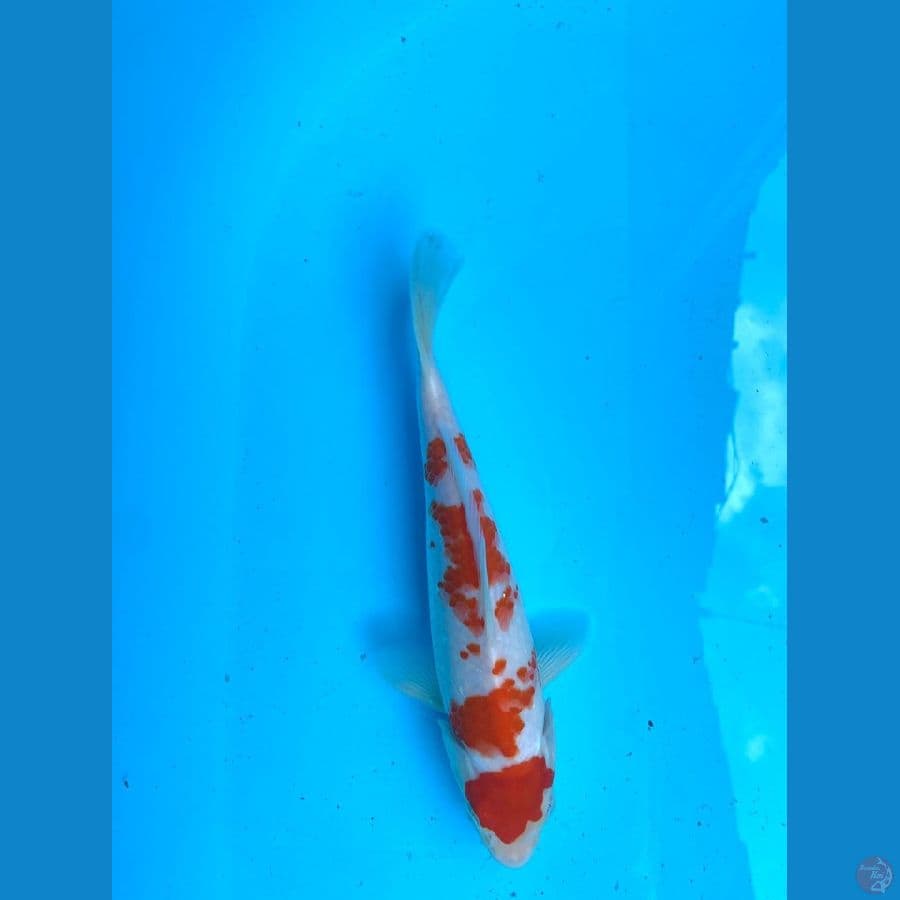 Koi Kohaku kanoko