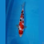 SANKE 33 Cm
