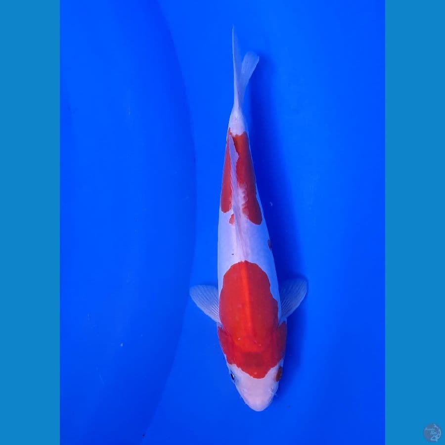 KOHAKU DOITSU