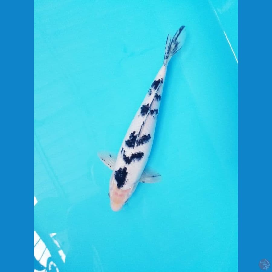 BEKKO 30 Cm