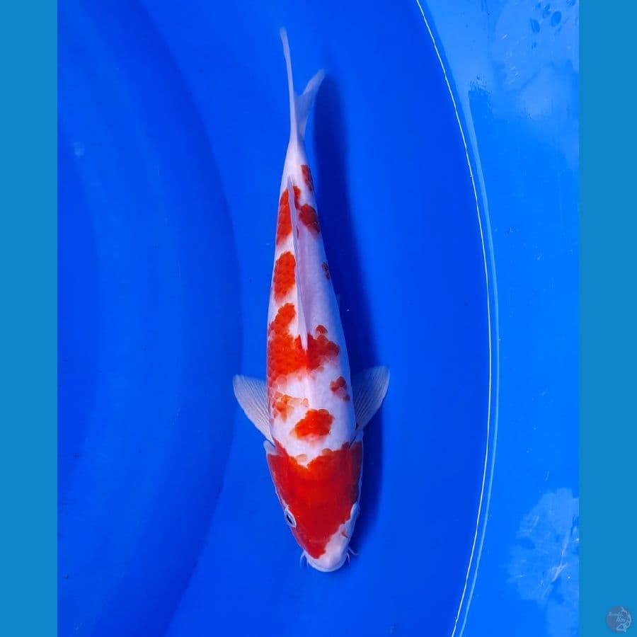 KOHAKU