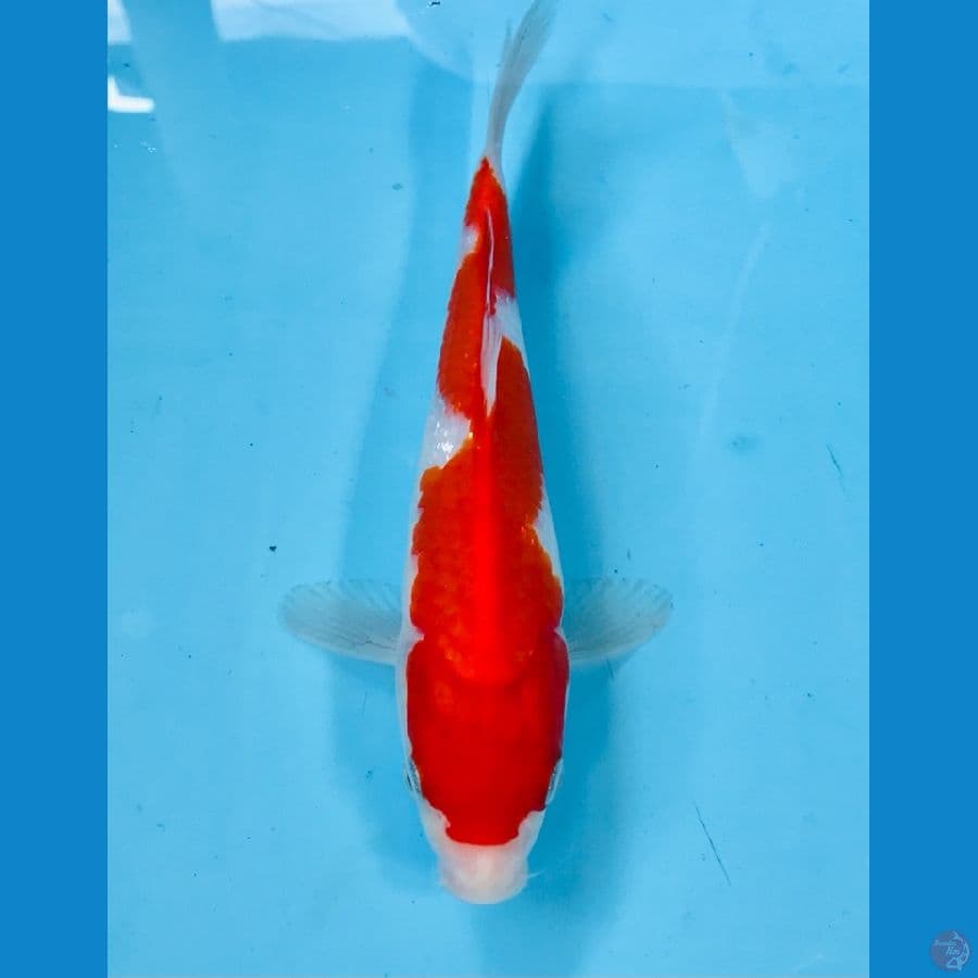 inazuma, 22cm