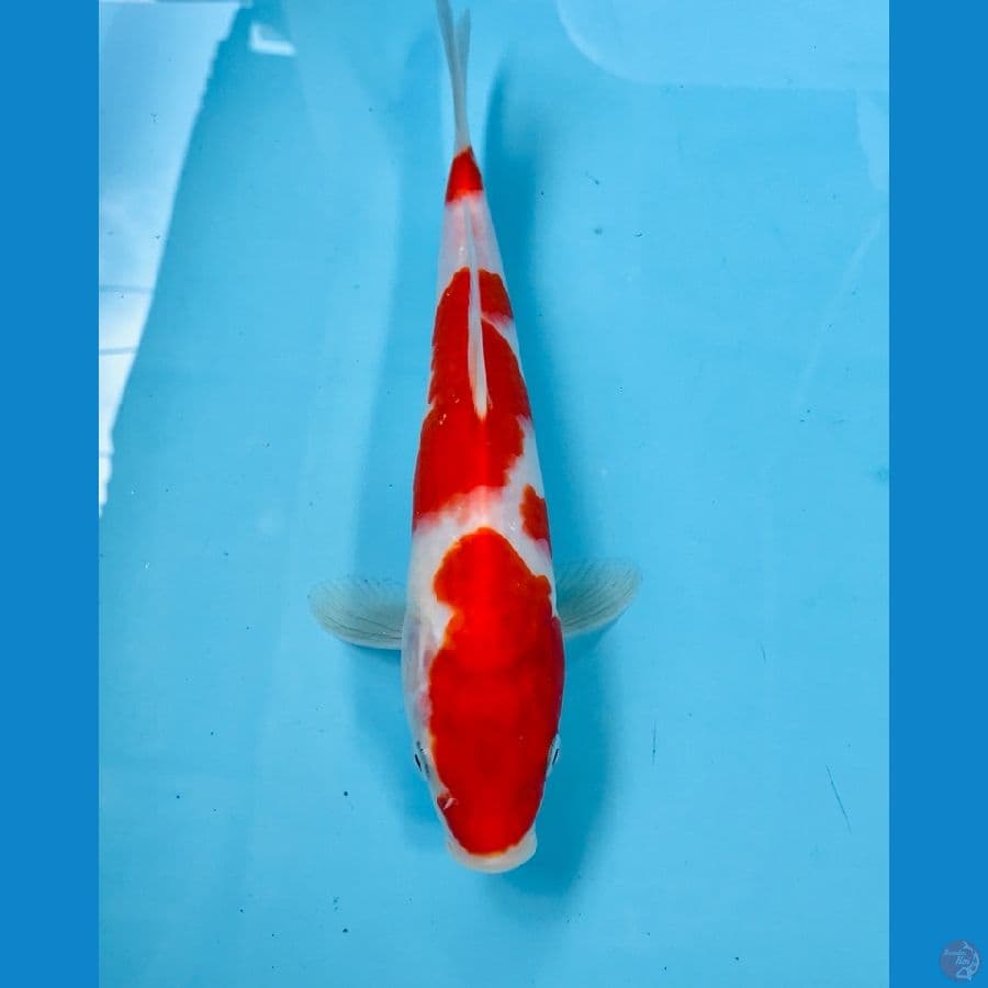 kohaku, 25cm