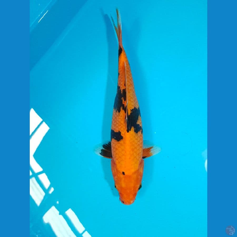 UTSURI 34CM