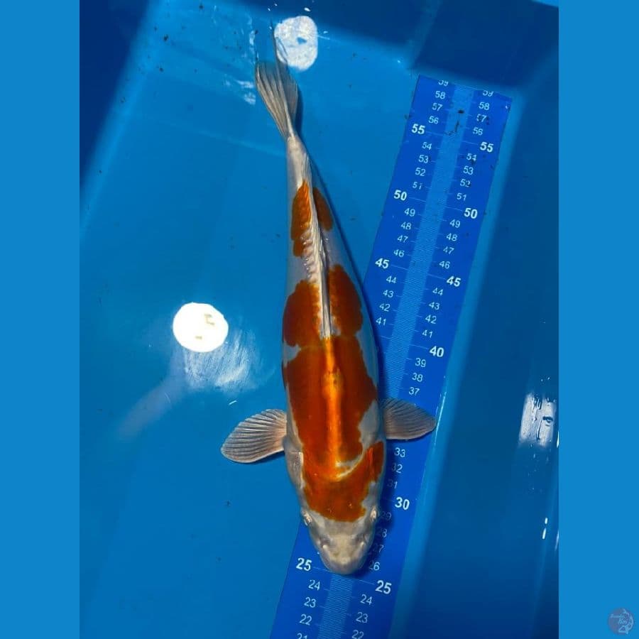 HIKARIMOYO 33 CM