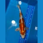 HIKARIMOYO 33 CM