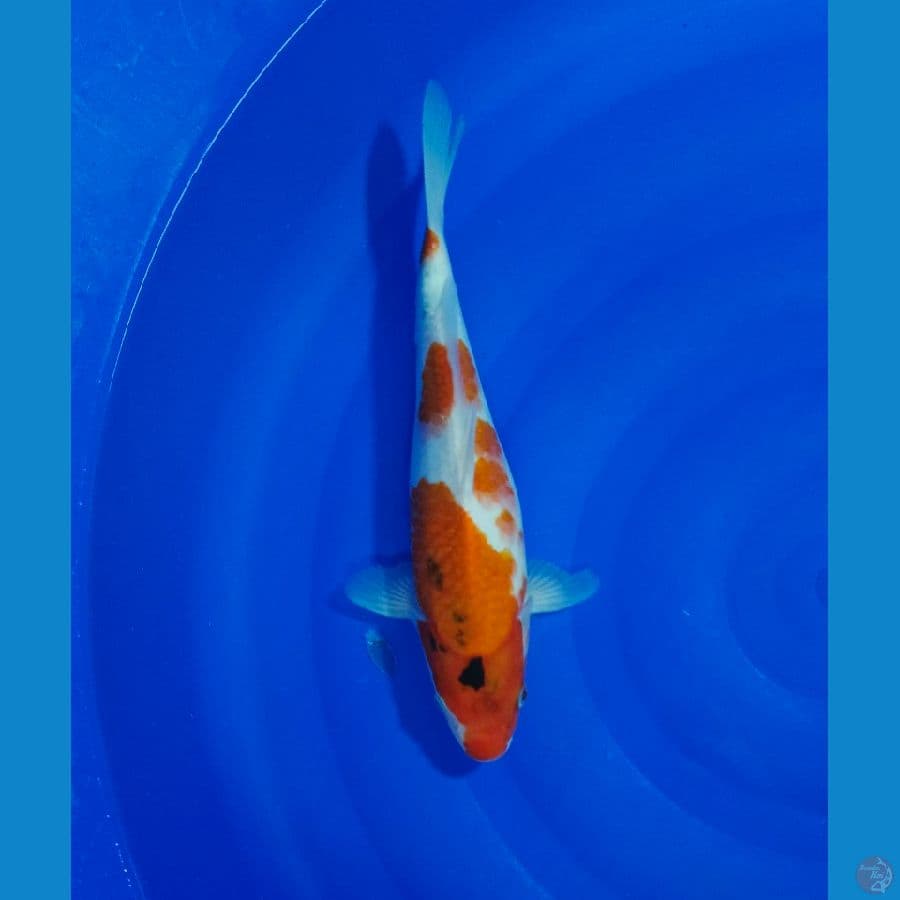 SANKE 31CM