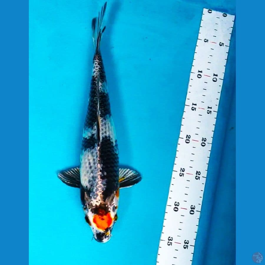 Tancho kage showa 32cm 