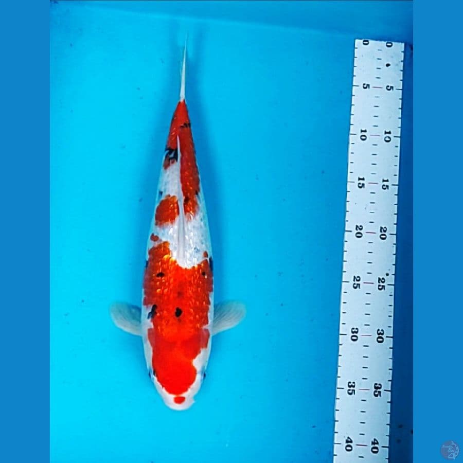 sanke ginrin 35cm fm