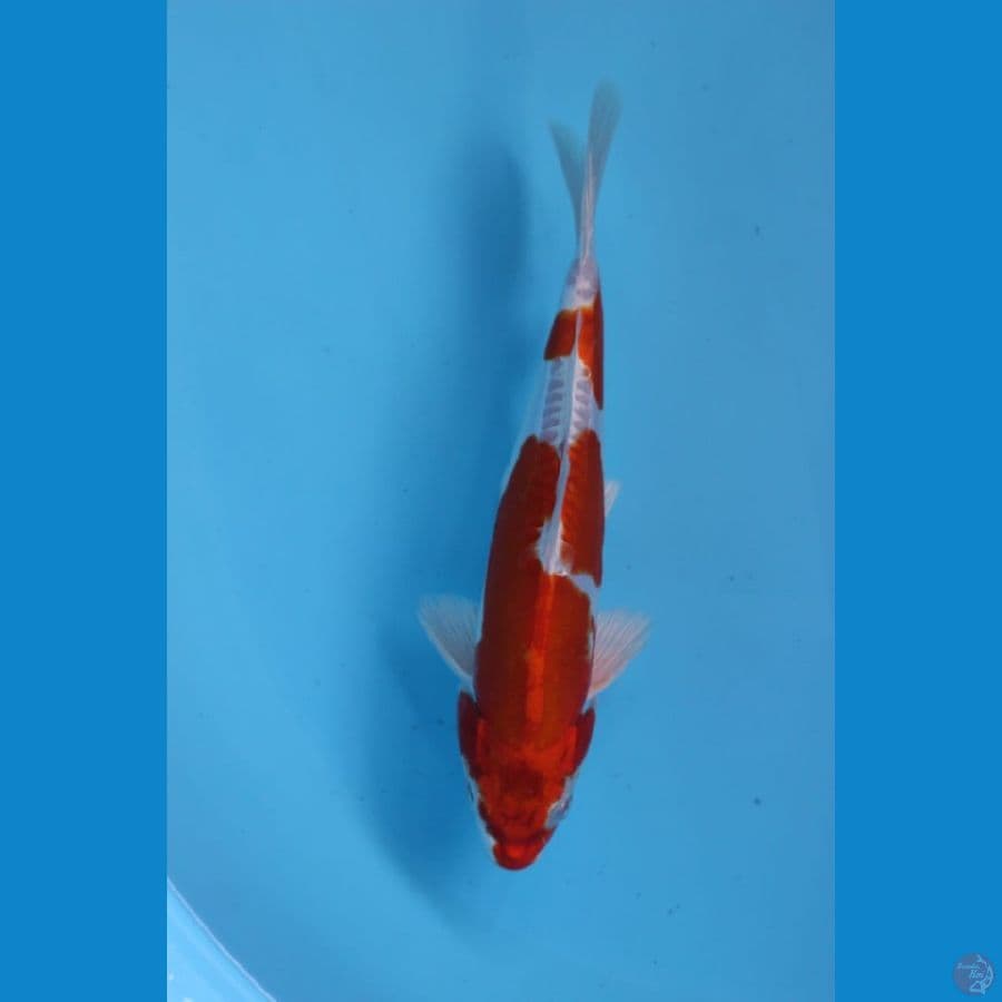  Kohaku Hikari 21cm