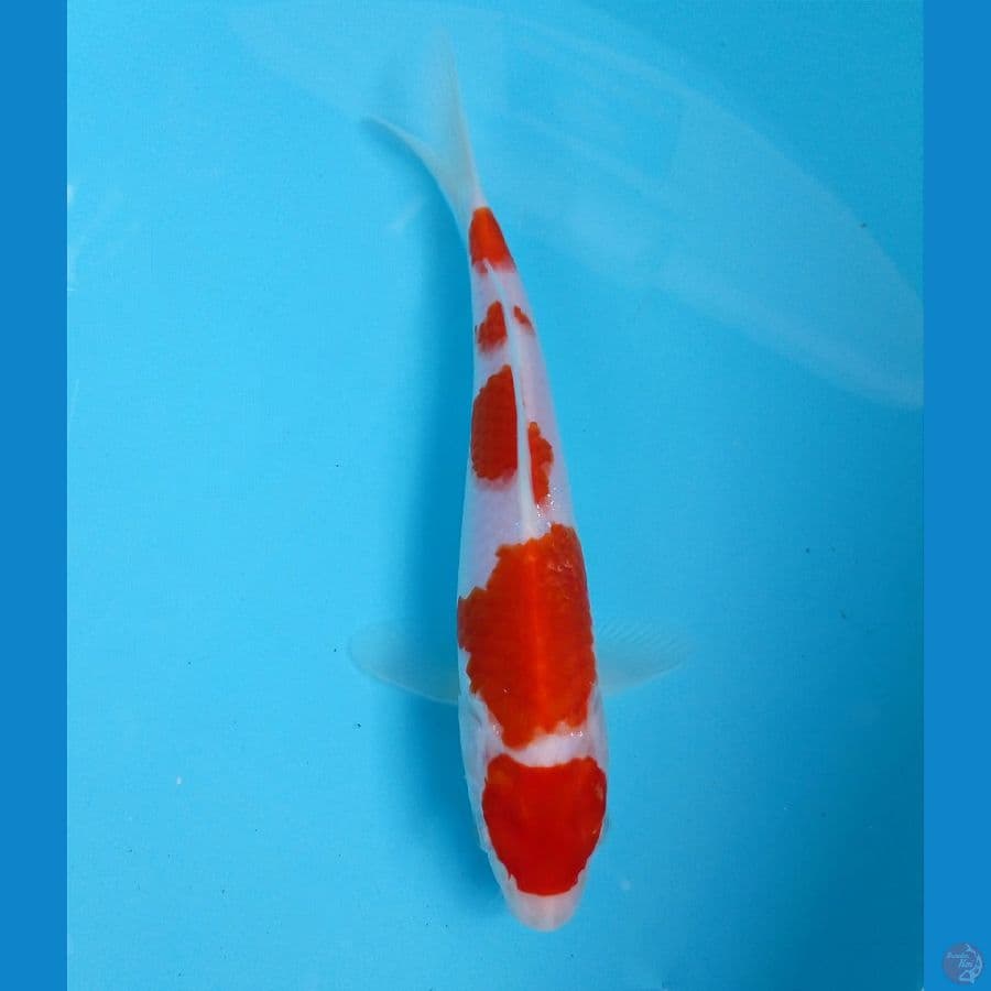 kohaku 20 cm