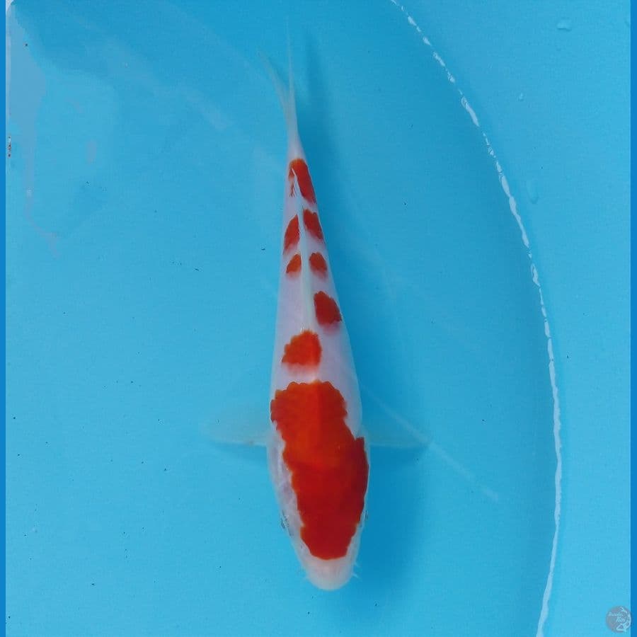 kohaku 17 cm