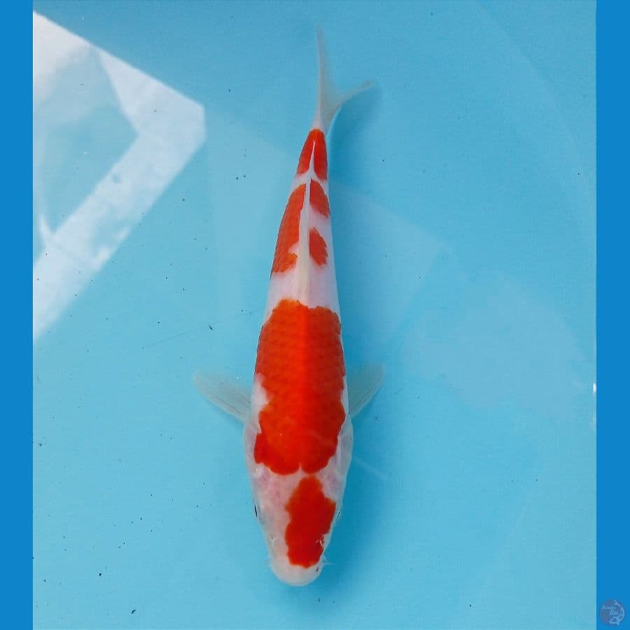 kohaku 20cm