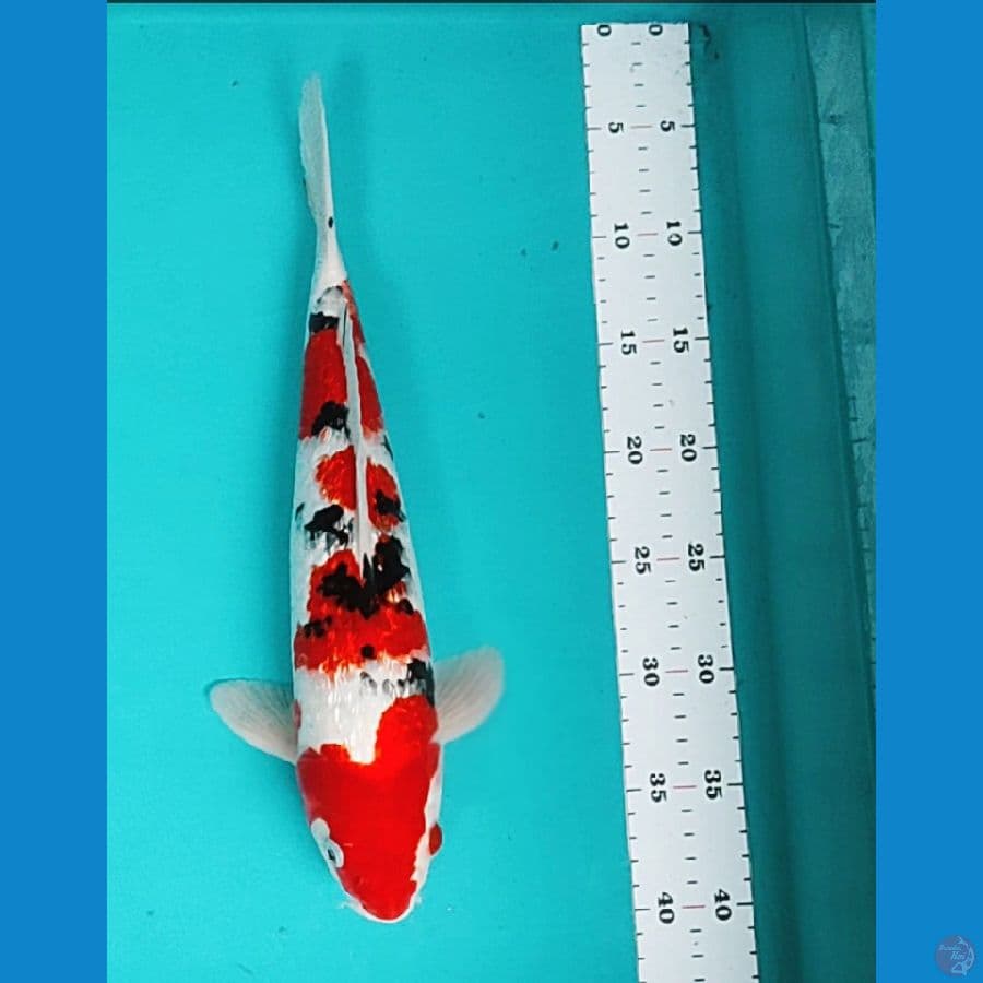 sanke strong 35cm male ginrin