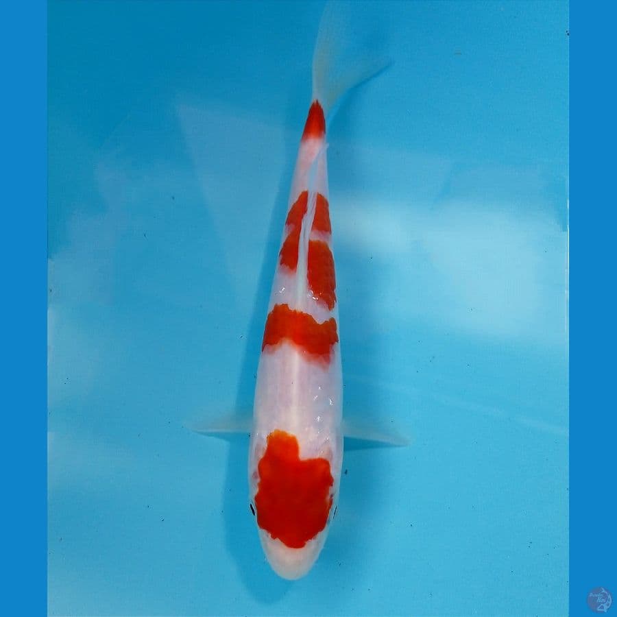 kohaku 18 cm