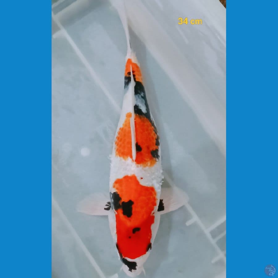 bahan keep Male punuk 34 cm