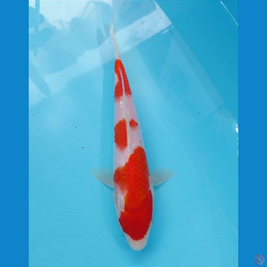 kohaku 20 cm