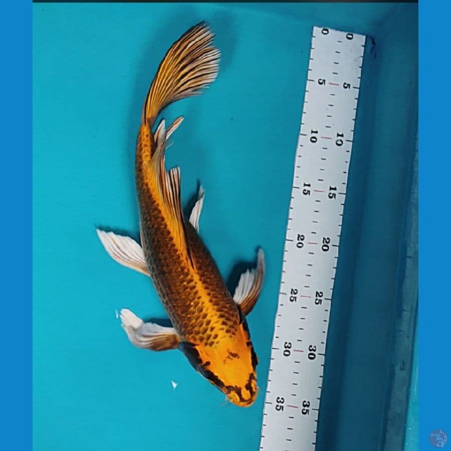 kumpay matsuba 35cm