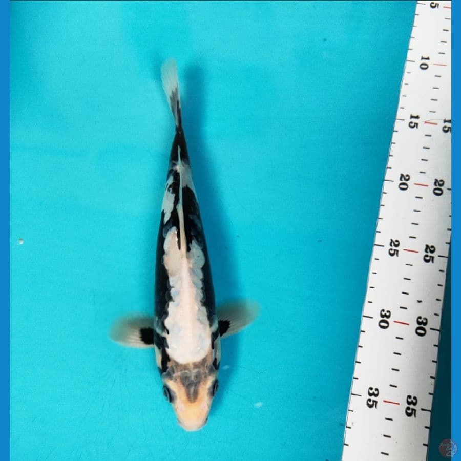 black koshui 24cm male