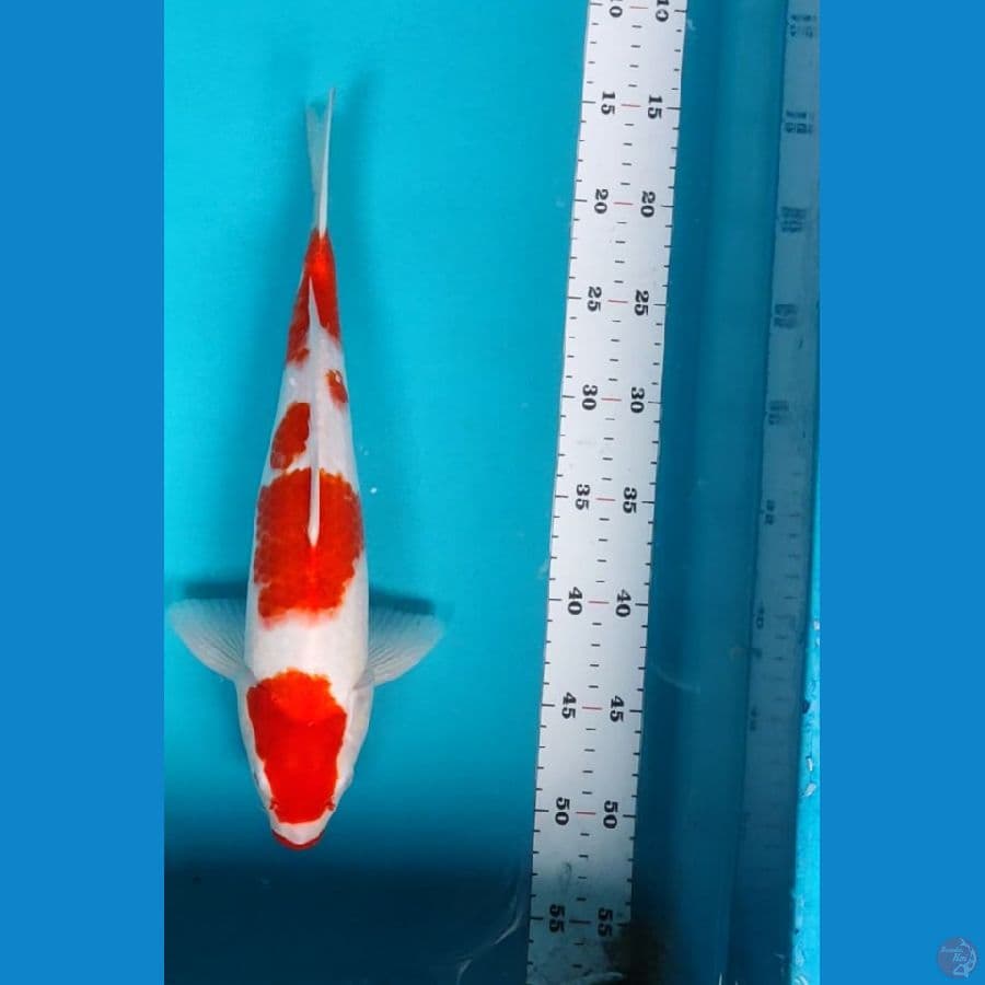 maruten kohaku 34cm male