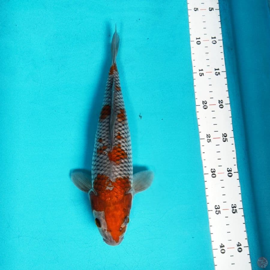 ochiba shigure 29cm