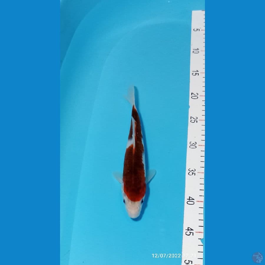 GOROMO 24 CM
