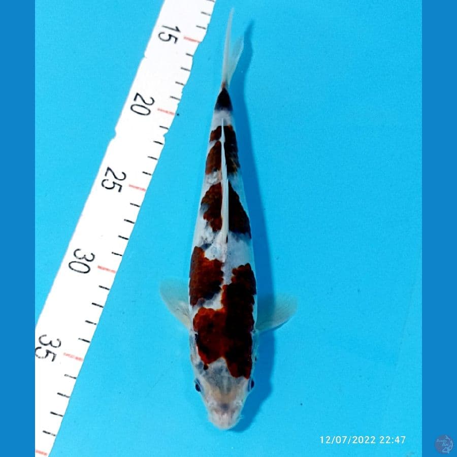 GOROMO 23 CM