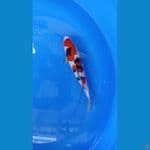 SANKE 27CM