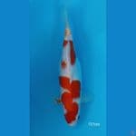 kohaku siap pijah