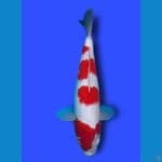 yondan Kohaku