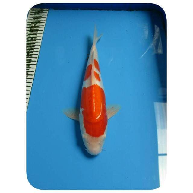 KOHAKU DOITSU 31CM