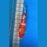 Kohaku bakat Jumbo 