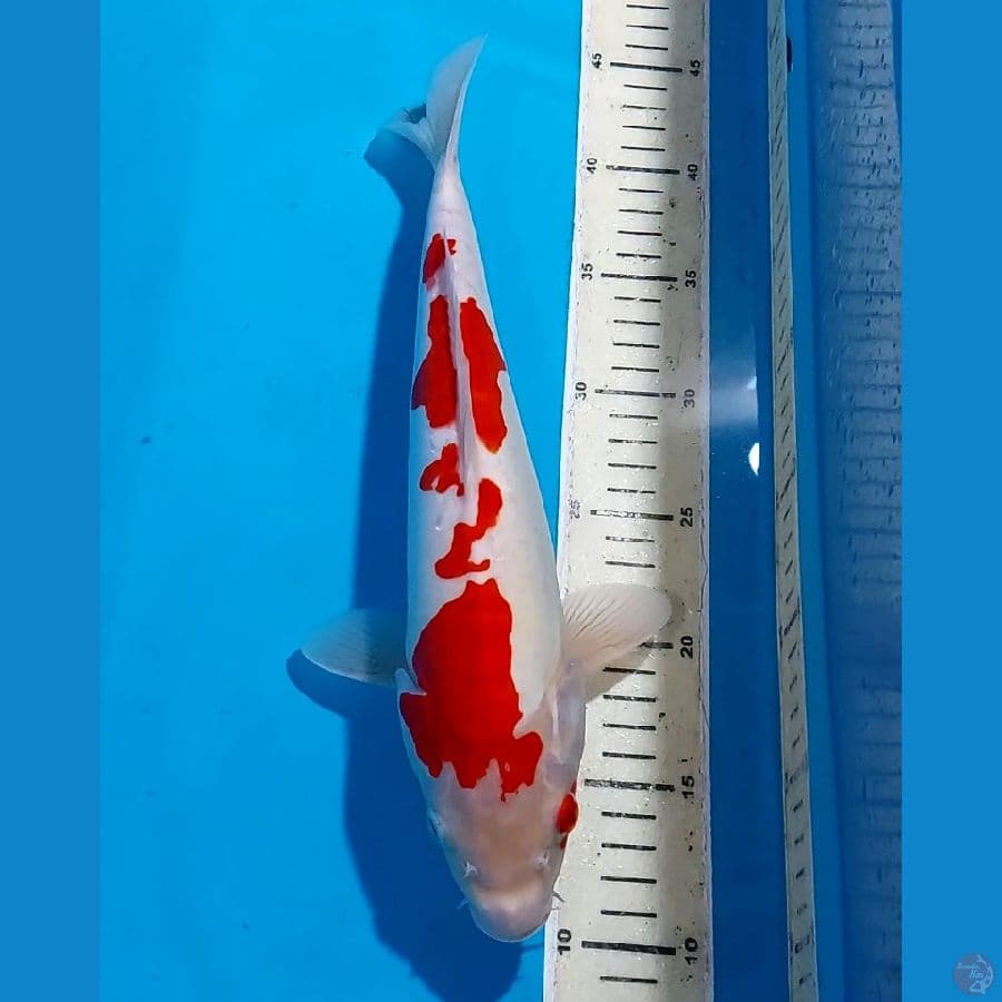 KOHAKU DOITSU 35 CM