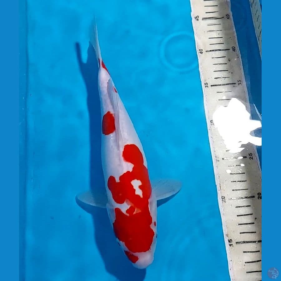 KOHAKU DOITSU 30 CM