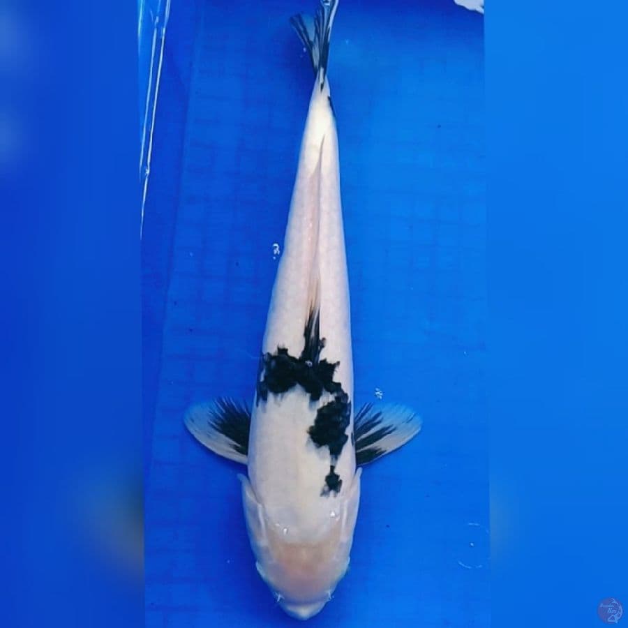 Shiro 37cm