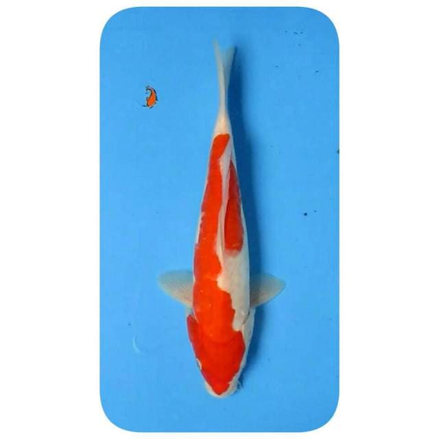 KOHAKU DOITSU 32CM