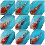 paket sanke kohaku 9 ekor 30BU