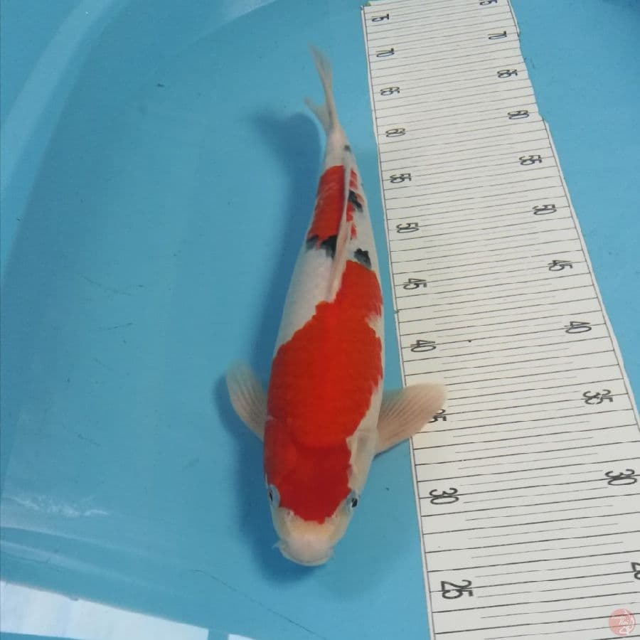 40cm