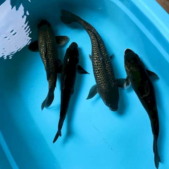 Karasu 35-45cm